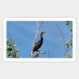 Double-crested Cormorant Perched On a Tree Branch Sticker